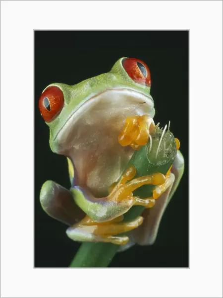 10029628. NATURAL HISTORY Amphibian Frog Red-eyed Tree Frog 