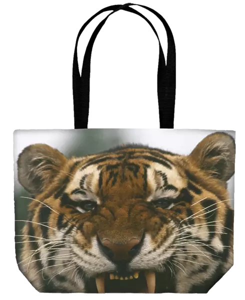 10056771. WILDLIFE Big Game Cats Siberian Tiger panthera tigris altaica yawning