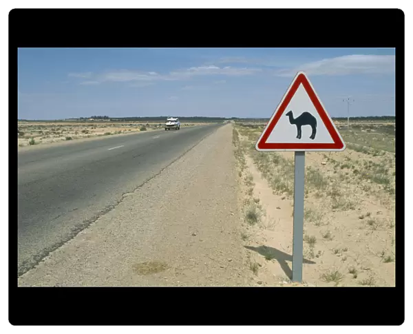 10029612. TUNISIA Road Sign Road sign warning motorists of camels on edge of Sahara desert