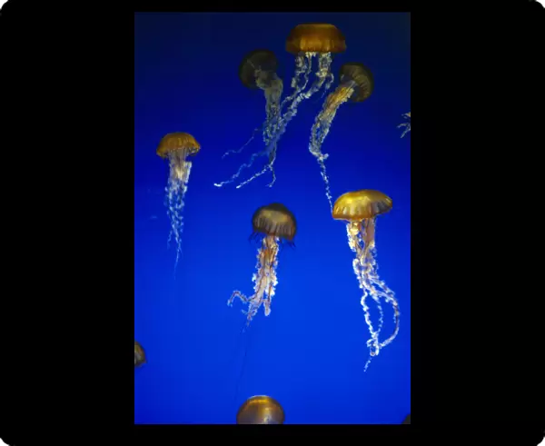 10093156. USA California Monterey Jelly fish in Aquarium