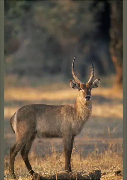 10094905. zimbabwe, mana pools national park, waterbuck kobus ellipsiprymnus
