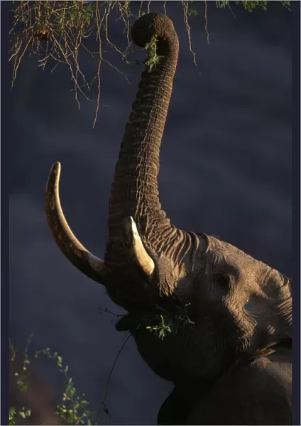10094901. NAMIBIA Kaokoland African elephant Loxodonta africana with large tusks feeding