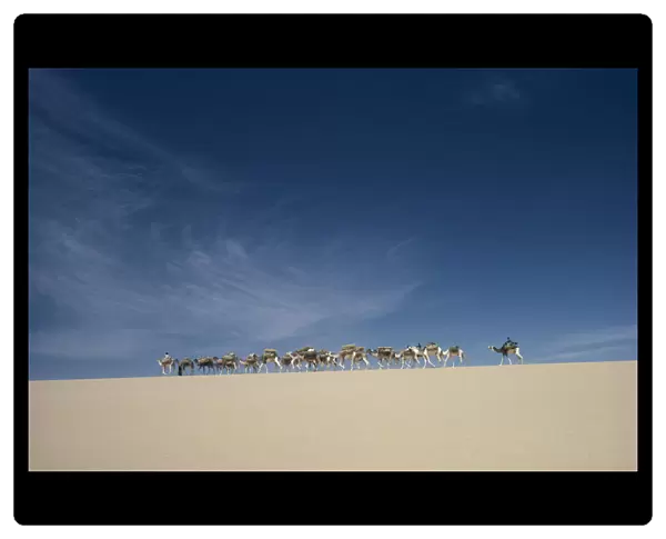 20035524. NIGER Desert Camel train on ridge of sand dune