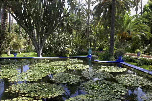 20038658. MOROCCO Marrakech Majorelle Jardin. View over lily pond with bright blue border