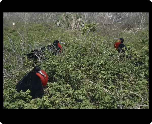 20042786. ECUADOR Galapagos Islands Tower Island Male Frigate birds sitting among bushes