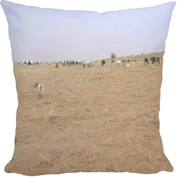 20061361. BURKINA FASO Sahel Shepherd boys with flock grazing on sparse vegetation