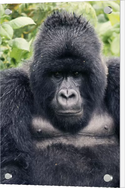 20060886. RWANDA Animals Gorilla Portrait of mountain gorilla