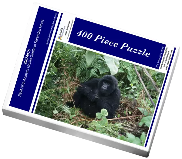 20074915. RWANDA Animals Gorilla Gorilla in Rwandan forest
