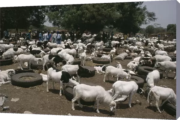 20076571. GAMBIA Agriculture Livestock market with goats