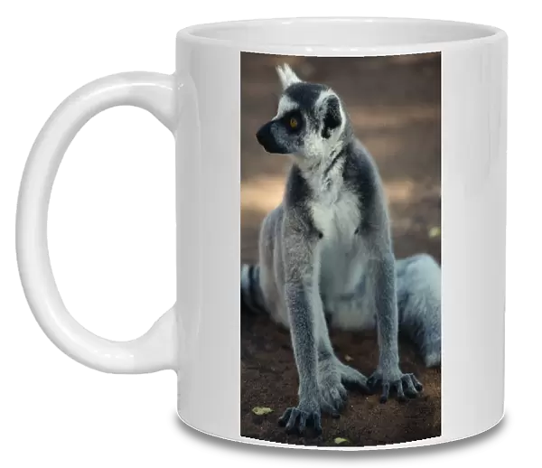 20076179. MADAGASCAR Berenty Reserve Single adult ring-tailed lemur. Lemur catta