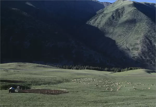 20078635. KIRGHIZSTAN Tyan Shan Livestock grazing on the lush grass on the mountain range