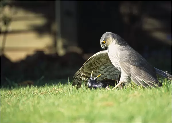 England, West Sussex, Angmering, Sparrowhawk Accipiter nisus, Male bird of prey on ground with caught starling