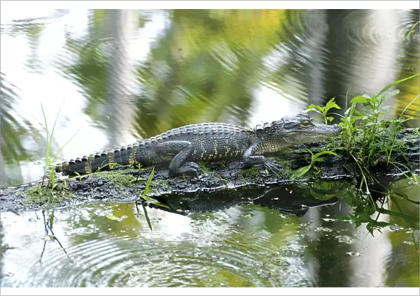 MW - Alligator 3