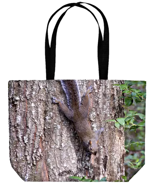 MW - Squirrel on Tree