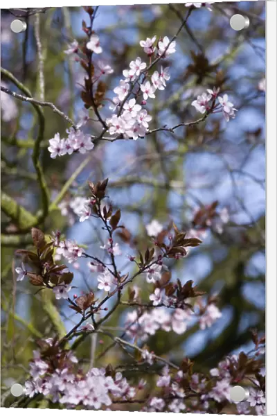 Cherry. Plants, Trees, Prunus cerasifera, Cherry plum tree with pink flowering