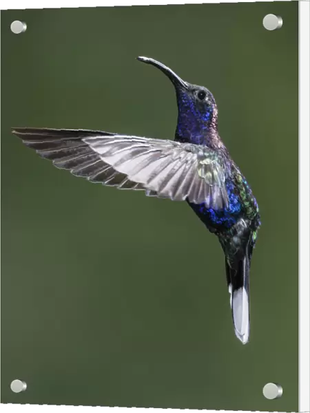 A male Violet Sabrewing Hummingbird photographed in flight with high-speed flash to
