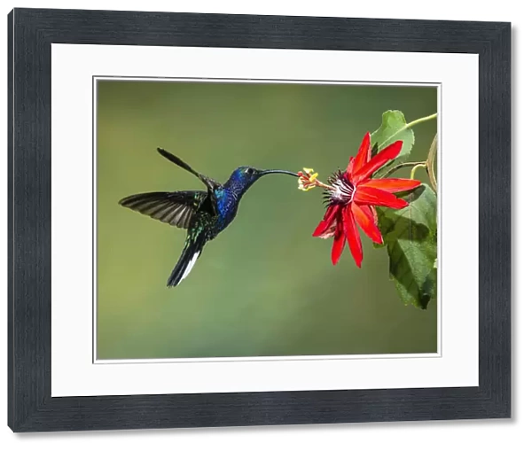 A male Violet Sabrewing Hummingbird feeds on the nectar of a tropical Passion Flower in