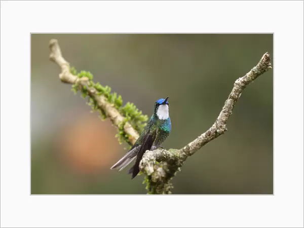 A male White-throated Mountain-gem Hummingbird perched on a branch in the Savegre River