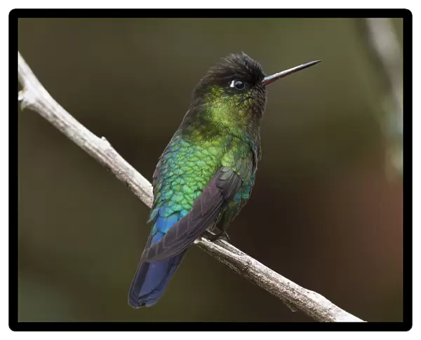 Fiery-throated Hummingbird in Costa Rica
