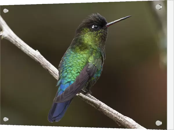 Fiery-throated Hummingbird in Costa Rica