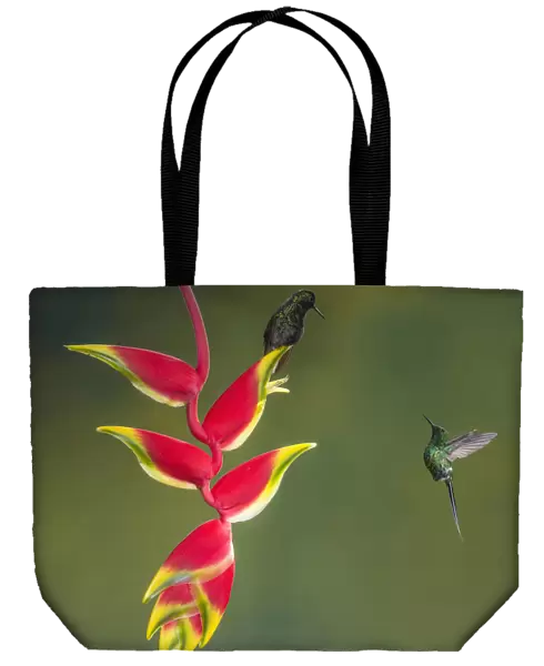 A Black-bellied Hummingbird sits on a lobster-claw heliconia while a Green Thorntail