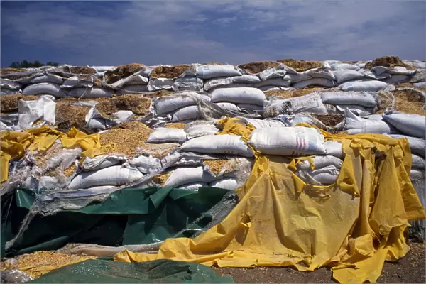 KENYA, North, Lokichokio Rotting sacks of food aid not distributed due to war in South