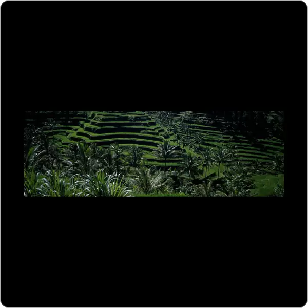 10002330. INDONESIA Bali Rice paddy fields in terraces with palm trees