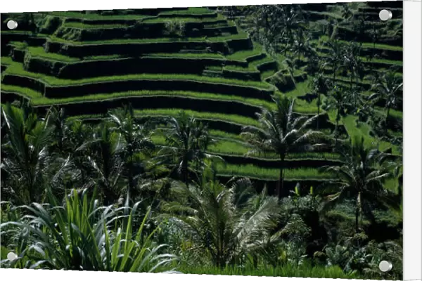 10002330. INDONESIA Bali Rice paddy fields in terraces with palm trees
