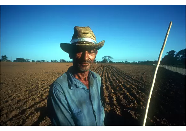 20024510. CUBA Pinar del Rio Male tobacco worker standing by field of young tobacco plants