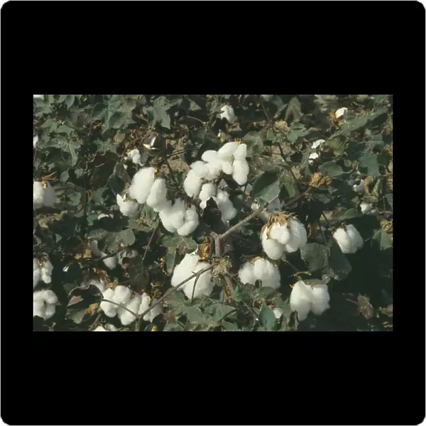 20025613. GREECE North Agriculture Detail of Cotton plants with white fluffy buds