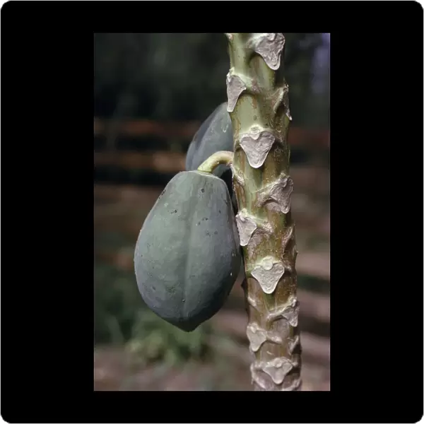 20078346. NIGERIA Sapele Growing paw paw fruit Carica papapaya