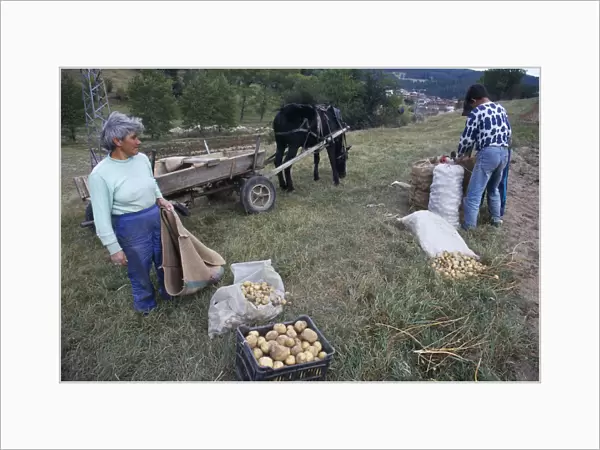 20054327. BULGARIA Koprivshtitsa Men and woman harvesting potatoes beside a horse and cart