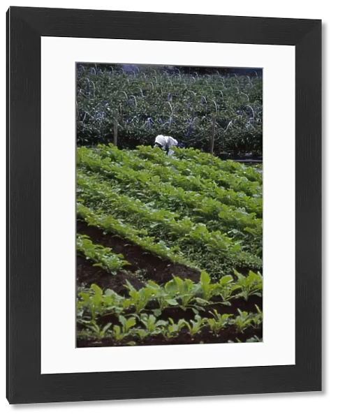 20060692. JAPAN Honshu Densho en Vegetable plot with farm worker in the background