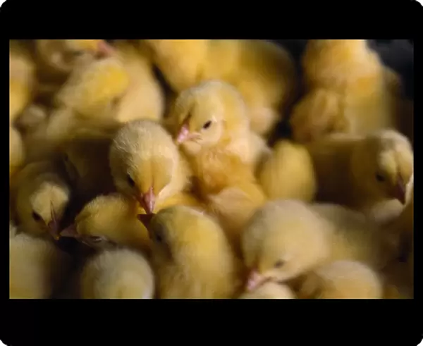 AGRICULTURE Farming Poultry 1 day old chicks