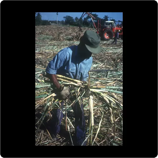 10035999. CUBA Pinar Del Rio Man harvesting sugar cane with tractor in the background