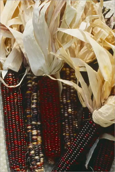 10028836. USA Minnesota Market Display of Indian corn at farmers market