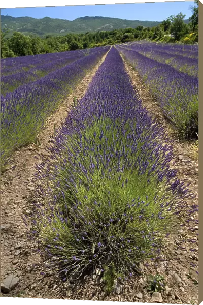 20093934. FRANCE Provence Cote d Azur Lavender field between the villages of Saignon