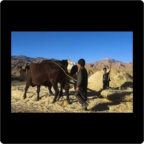 20085263. AFGHANISTAN Bamiyan Province Bamiyan Boy threshing with oxen