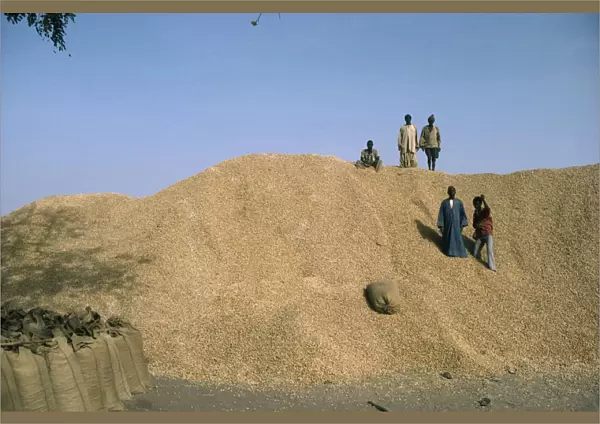 20075204. GAMBIA People Children Children on top of groundnut heap