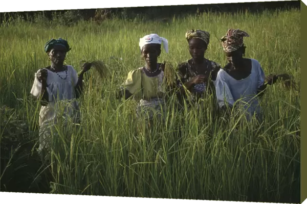 20076567. GAMBIA Agriculture Women working in rice paddy fields