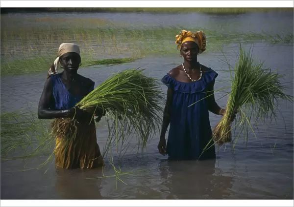 20075212. GAMBIA Agriculture Rice Women replanting rice
