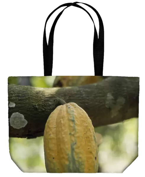 20075510. GHANA Enchi Semi-ripe cocoa pod growing on tree.West Africa
