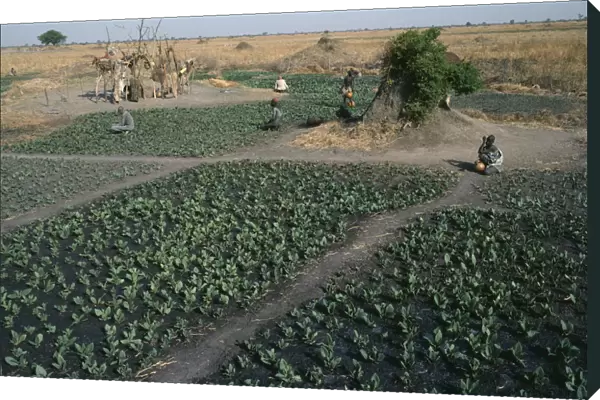 20075257. SUDAN Farming Dinka tobacco fields.cash crop