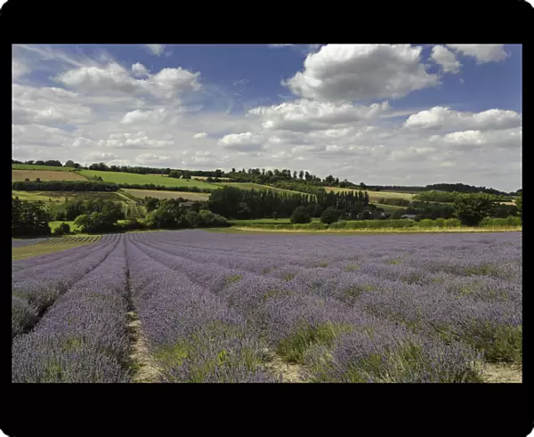 Lavender field at Castle Farm Shoreham Kent England