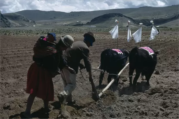 BOLIVIA, Altiplano Aymara  /  Quechua family ploughing