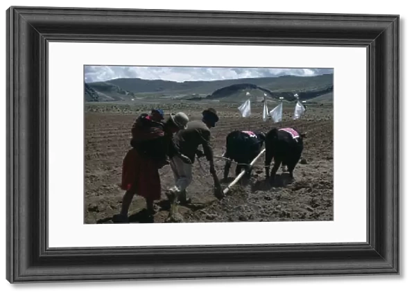BOLIVIA, Altiplano Aymara  /  Quechua family ploughing