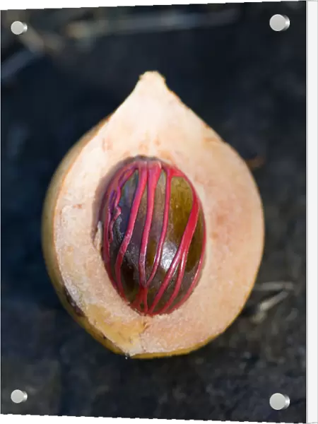 20096369. West Indies Grenada St Georges Nutmeg in the fruit showing the red mace