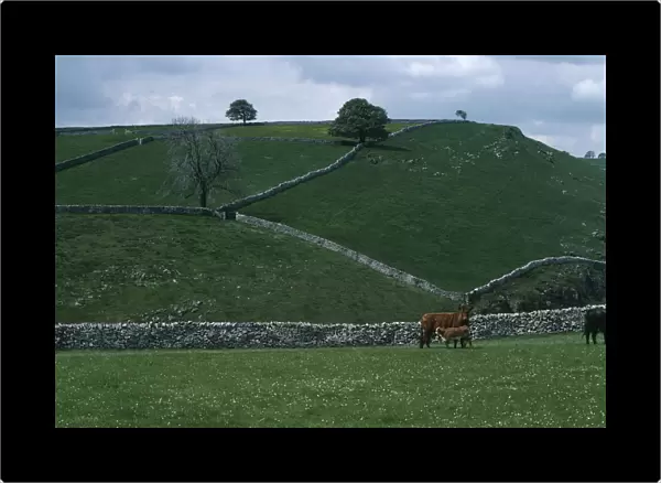 ENGLAND, Derbyshire, Peak District, Dovedale. Pastureland divided by dry stone walls
