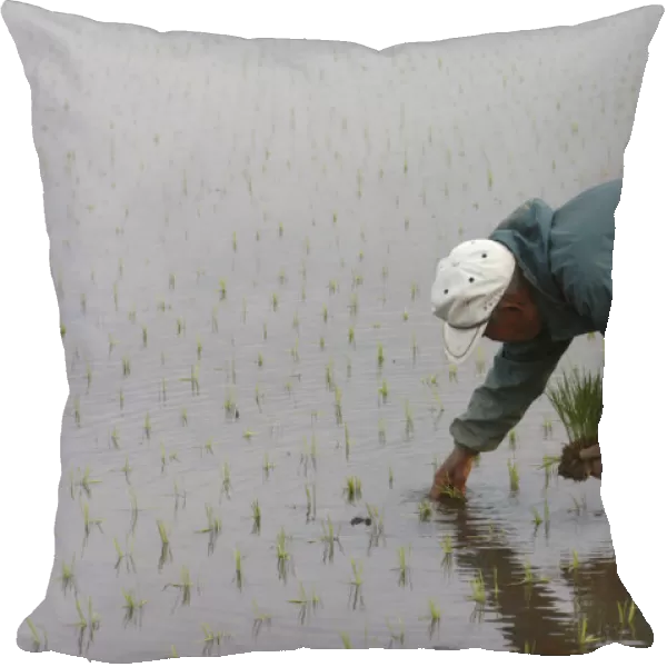 20072218. JAPAN Chiba Tako Elderly man planting rice by handSatoru Sase 78 years old