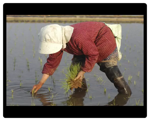 20072224. JAPAN Chiba Tako Elderly man planting rice by handSatoru Sase 78 years old
